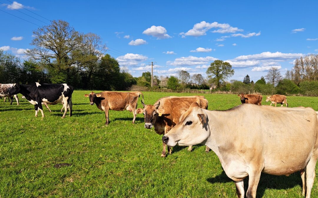 #5 – Arrivée du printemps, chantiers d&rsquo;améliorations sur la ferme et la maison